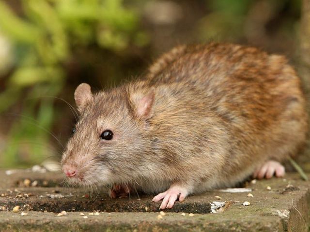 rat-removal-services-bournemouth-at-urban-pest-control