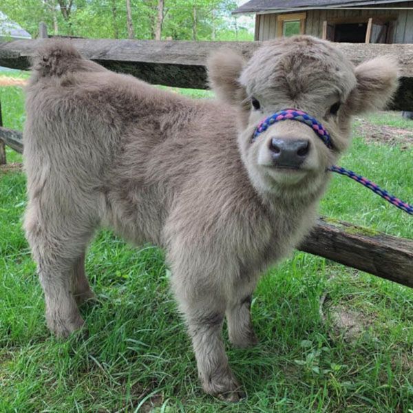 buy-premium-mini-highland-calves-for-sale-big-0