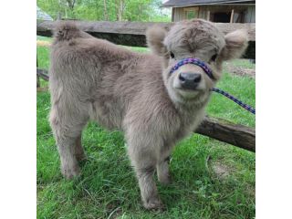 buy-premium-mini-highland-calves-for-sale-small-0