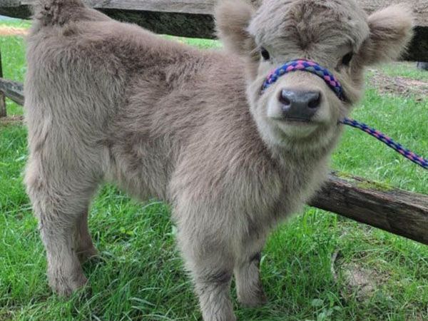 buy-premium-mini-highland-calves-for-sale