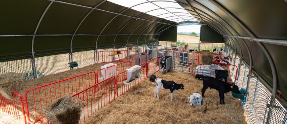 dairy-farm-housing-why-the-right-shelter-matters-big-3