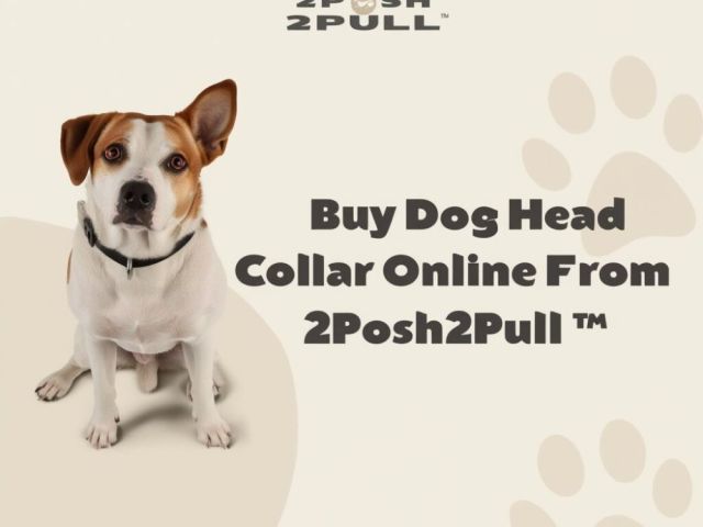 better-walks-happier-dogs-2posh2pull