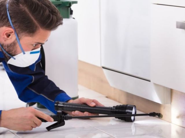 who-offers-reputable-pest-control-services-in-nottingham