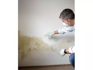 woodworm-specialist-portsmouth-pest-control-treatment-small-0