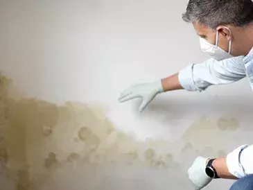 woodworm-specialist-portsmouth-pest-control-treatment
