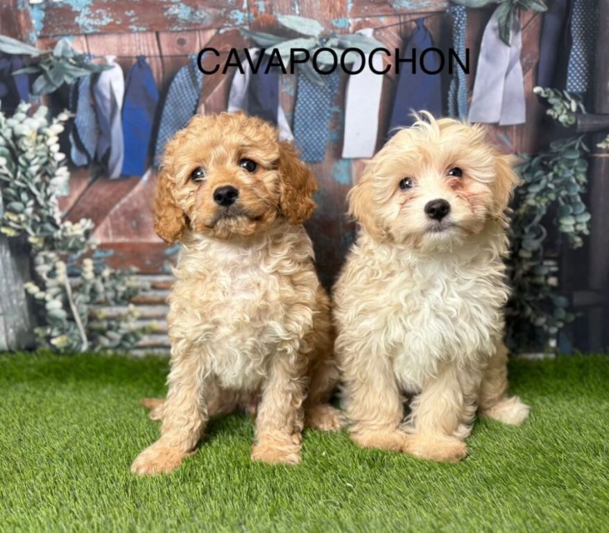 cavapoochon-puppies-for-sale-uk-from-expert-breeders-big-0
