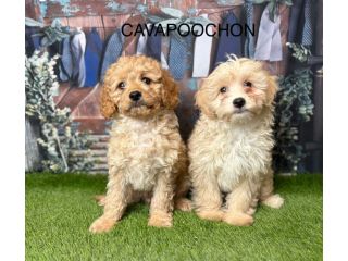 cavapoochon-puppies-for-sale-uk-from-expert-breeders-small-0