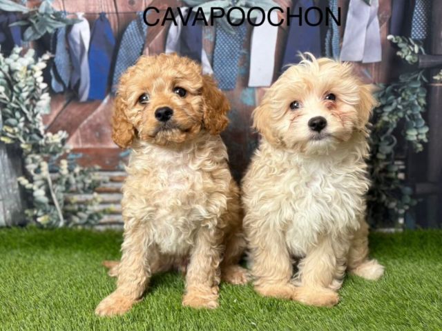 cavapoochon-puppies-for-sale-uk-from-expert-breeders