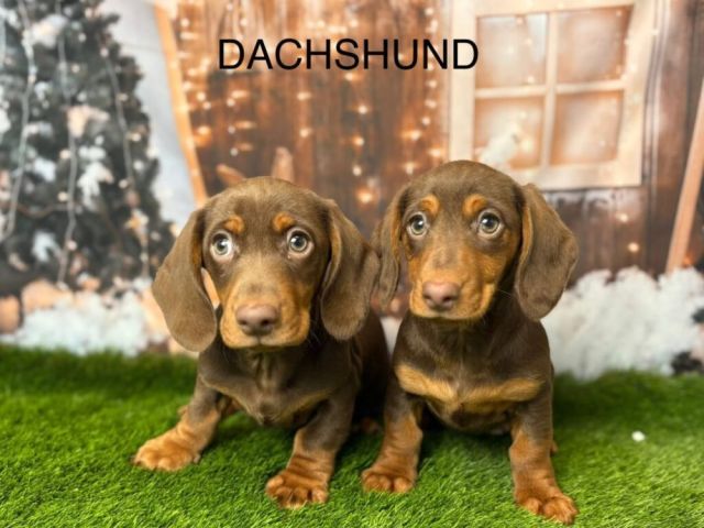 dachshund-puppies-for-sale-liverpool-from-breeders