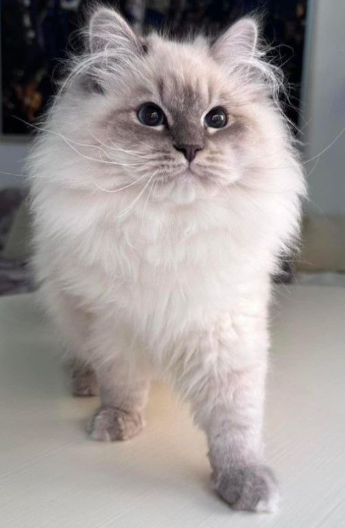local-siberian-breeders-about-buzz-big-0