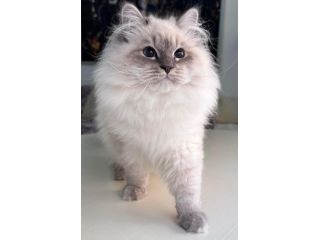 local-siberian-breeders-about-buzz-small-0
