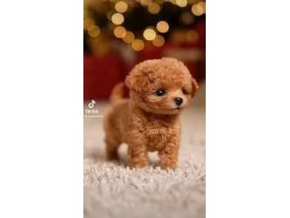 froplay-dog-reviews-uk-the-ultimate-fun-companion-for-your-small-0