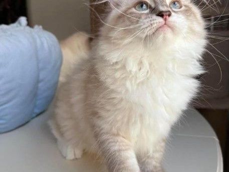 buying-siberian-kittens-online