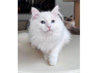 about-tia-places-buy-siberian-kittens-small-0
