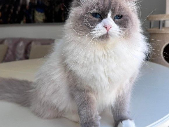 meet-rex-siberian-kitten