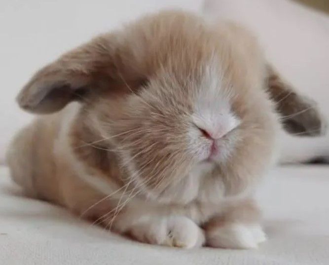 gold-holland-lop-bunnies-for-sale-big-0