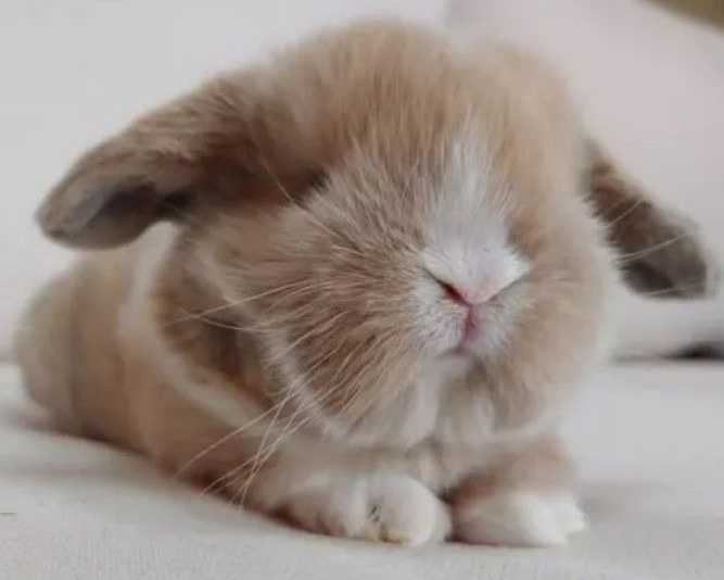 gold-holland-lop-bunnies-for-sale