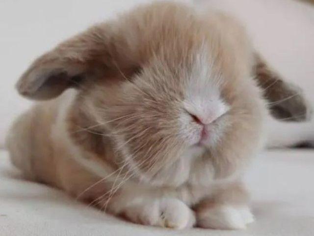 gold-holland-lop-bunnies-for-sale