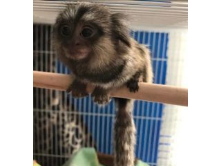 buy-marmoset-monkey-milo-for-sale-small-0