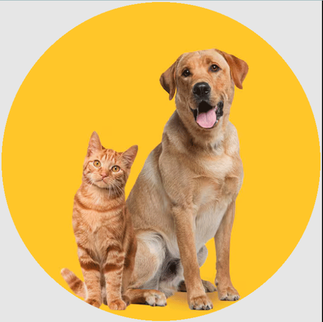 transport-pets-cdg-to-london-with-pet-taxi-abroad-big-0