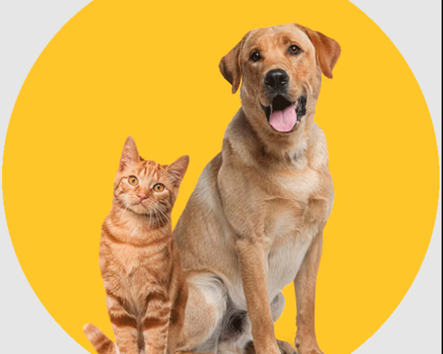 transport-pets-cdg-to-london-with-pet-taxi-abroad