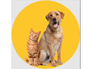 transport-pets-cdg-to-london-with-pet-taxi-abroad-small-0