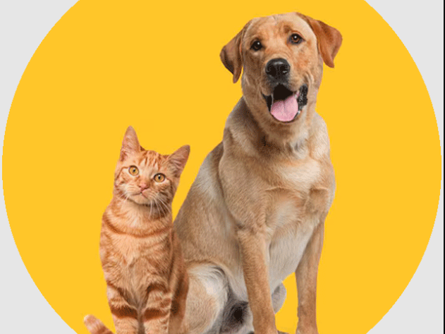 transport-pets-cdg-to-london-with-pet-taxi-abroad