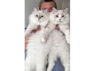 healthy-siberian-kittens-for-sale-small-0