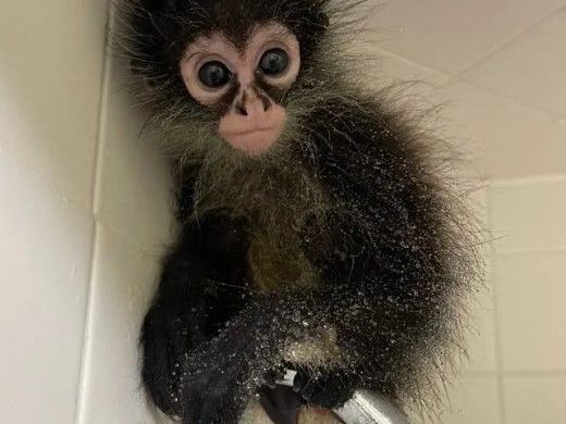 manga-playful-male-spider-monkey