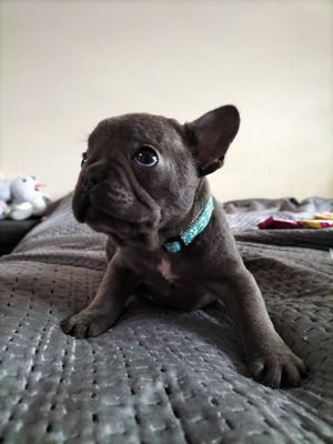 french-bulldog-puppies-ready-now-big-0