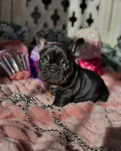 french-bulldog-puppies-ready-now-big-1