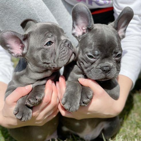 french-bulldog-puppies-ready-now-big-2