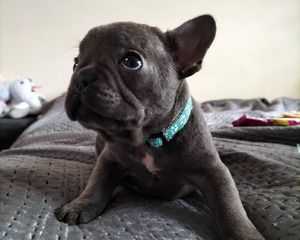 french-bulldog-puppies-ready-now