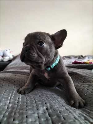 french-bulldog-puppies-ready-now-big-0