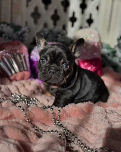 french-bulldog-puppies-ready-now-big-1