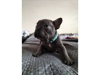 french-bulldog-puppies-ready-now-small-0
