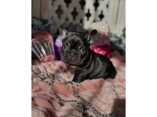 french-bulldog-puppies-ready-now-small-1