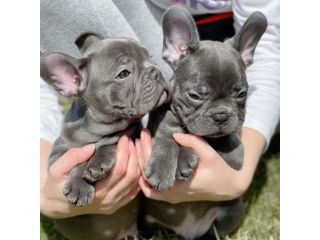 french-bulldog-puppies-ready-now-small-2