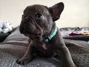 french-bulldog-puppies-ready-now