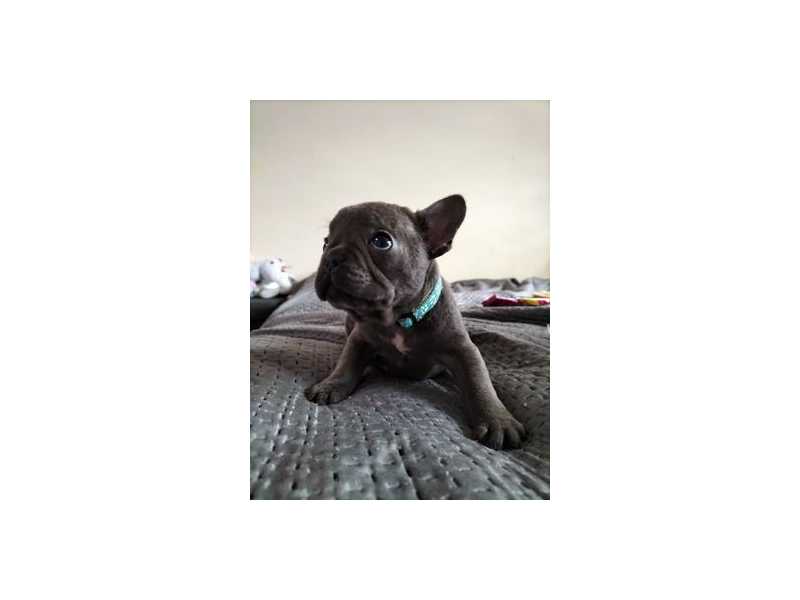 french-bulldog-puppies-ready-now-small-0