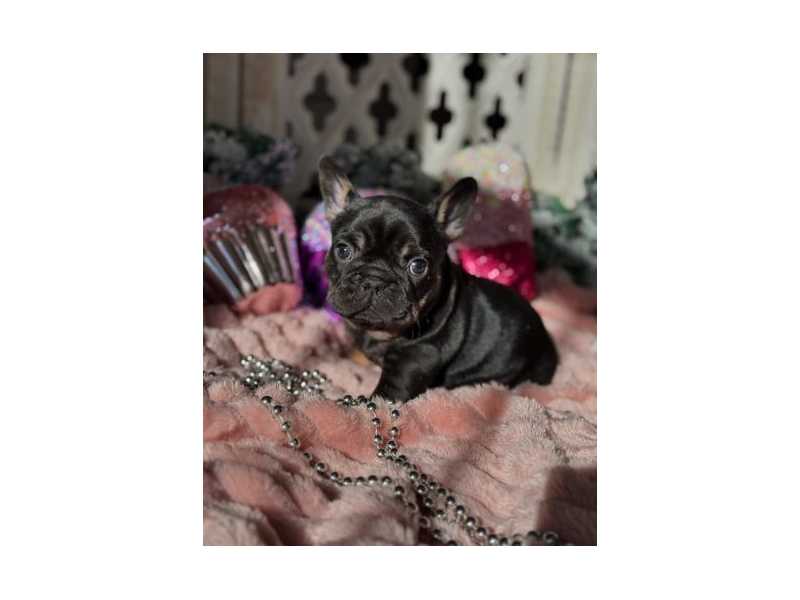 french-bulldog-puppies-ready-now-small-1