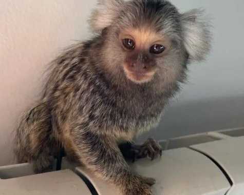 marmoset-monkey-male