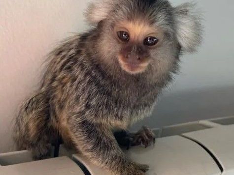 marmoset-monkey-male