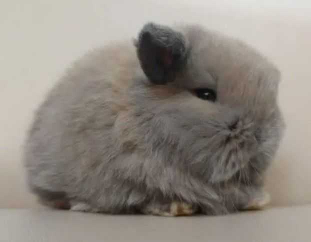 judy-mini-lop-bunny-for-sale-big-0