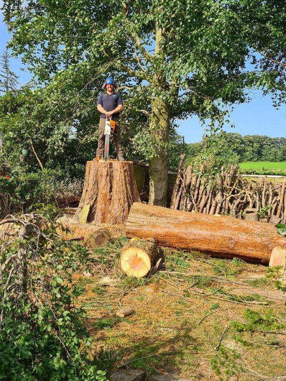 professional-tree-care-surgeons-in-roundhay-alwoodley-and-leeds-big-0