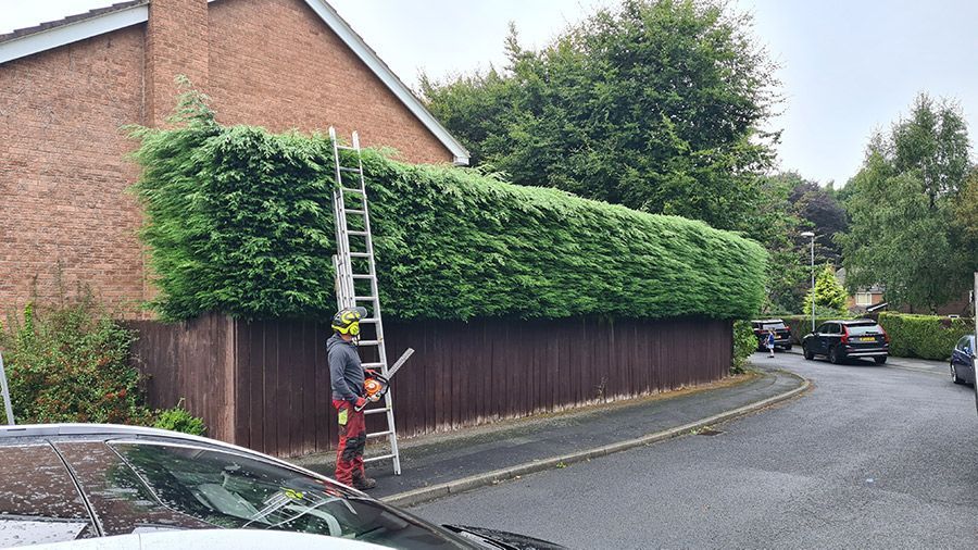 professional-tree-care-surgeons-in-roundhay-alwoodley-and-leeds-big-1