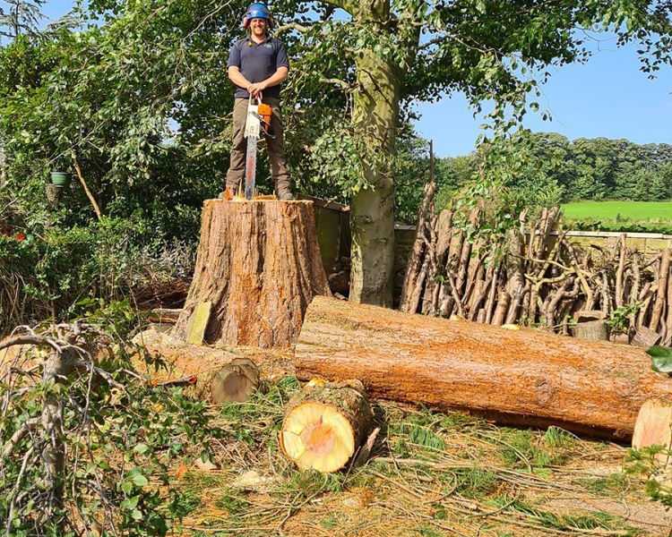 professional-tree-care-surgeons-in-roundhay-alwoodley-and-leeds