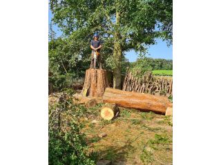 professional-tree-care-surgeons-in-roundhay-alwoodley-and-leeds-small-0