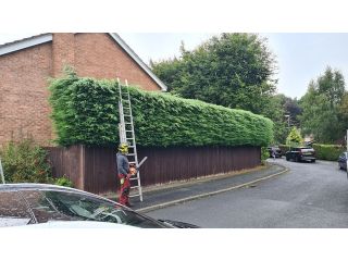 professional-tree-care-surgeons-in-roundhay-alwoodley-and-leeds-small-1
