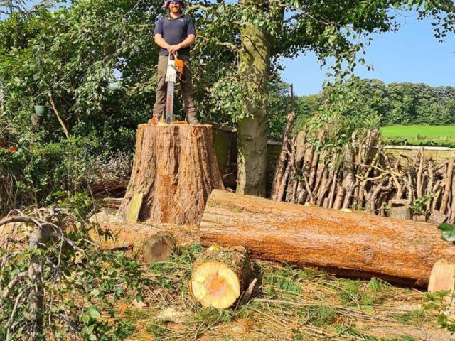 professional-tree-care-surgeons-in-roundhay-alwoodley-and-leeds
